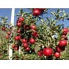 紅肉蘋果苗批發-臨沂凱達果樹苗木基地