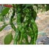 優(yōu)質(zhì)辣椒廠家直銷-東屯瓜菜種植專業(yè)合作社