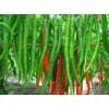 江蘇辣椒批發(fā)-東屯瓜菜種植專業(yè)合作社